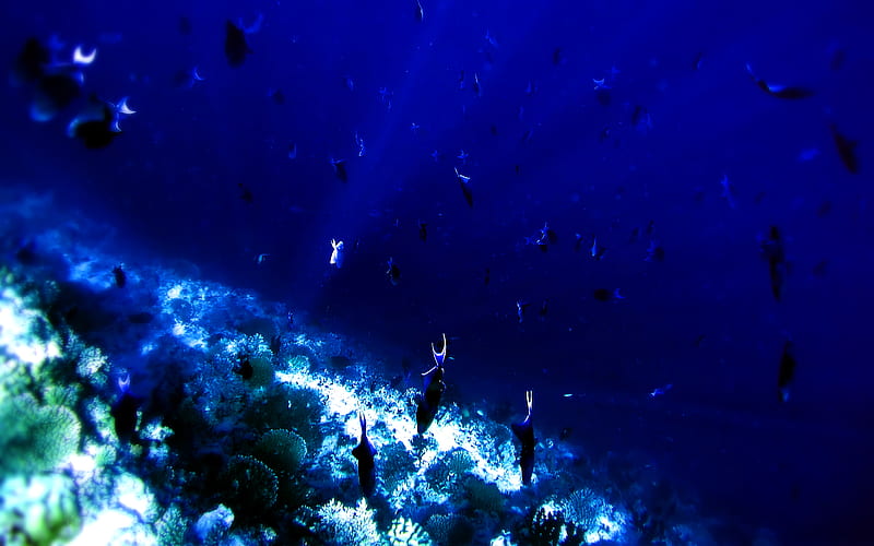 DEEP      SEA , reef, fishes, fish, ground, coral, reefs, bonito, u-boat, under, water, nature, HD wallpaper